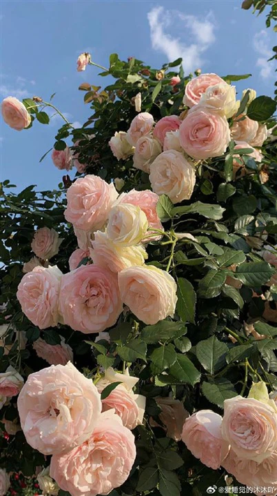 Tub kondensatori kuarc